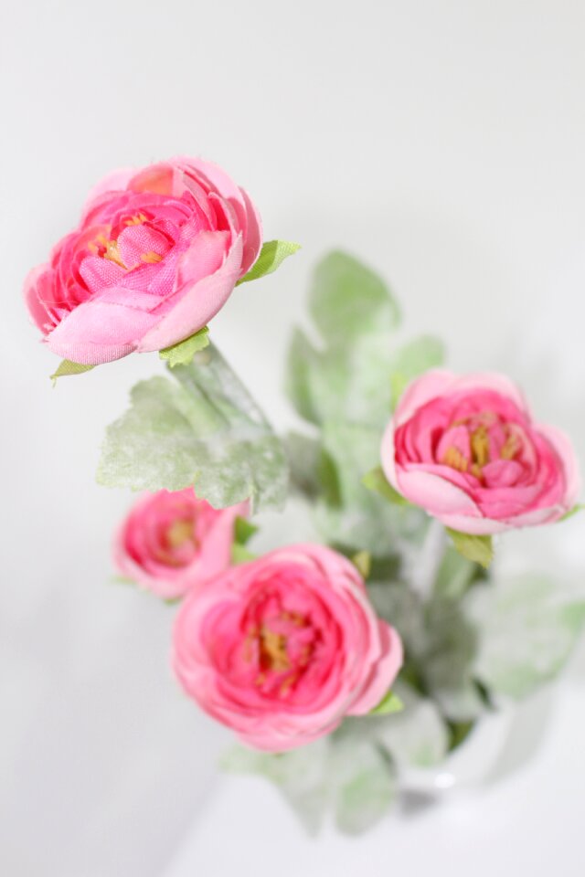 Ornament pink rose