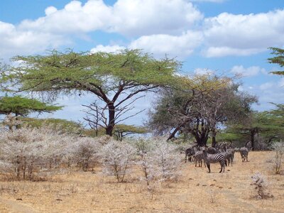 Zebra africa savannah