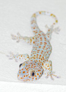 Lizard thailand reptile