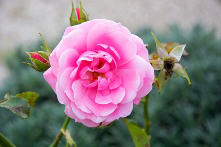 Pink rose bloom individually