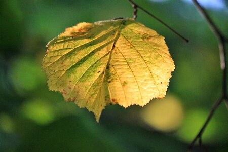 Colorful leaves autumn leaf