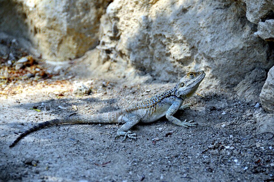 Reptile wild