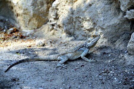 Reptile wild