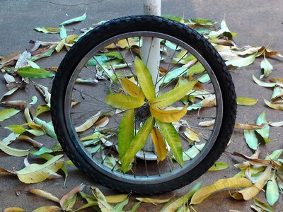 Tire bike tire leaves photo