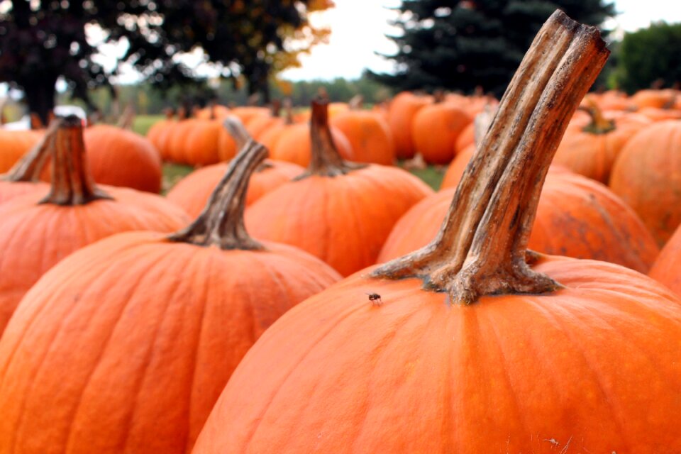 Autumn orange fall
