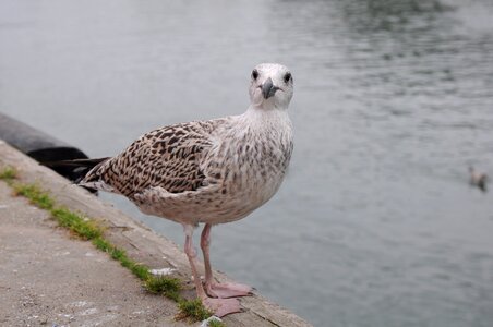 Bird sea port