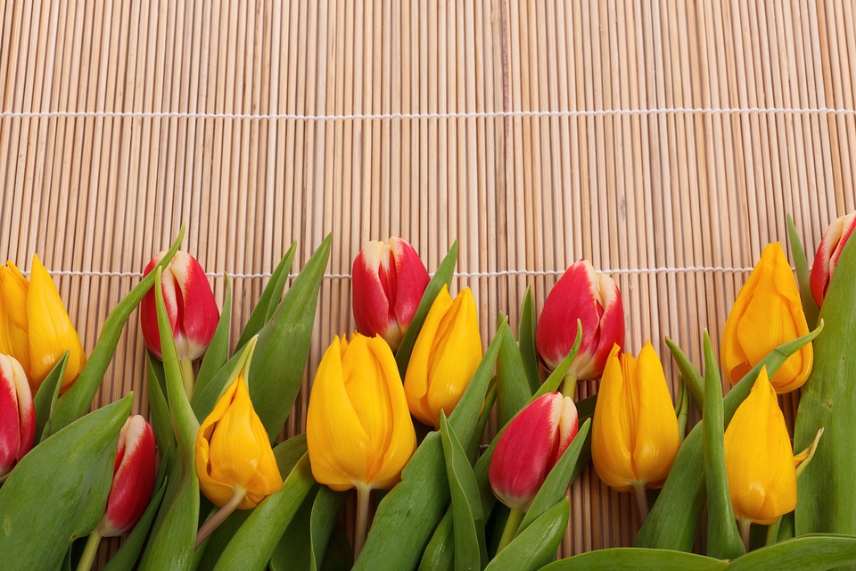 Colorful decoration flora
