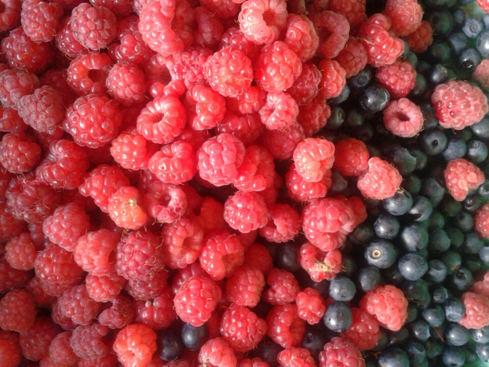 Autumn forest berries red forest