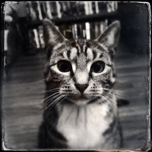 Cat face animal portrait mieze