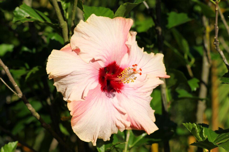 Flower nature wild