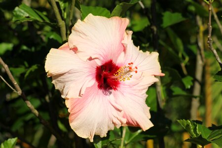 Flower nature wild