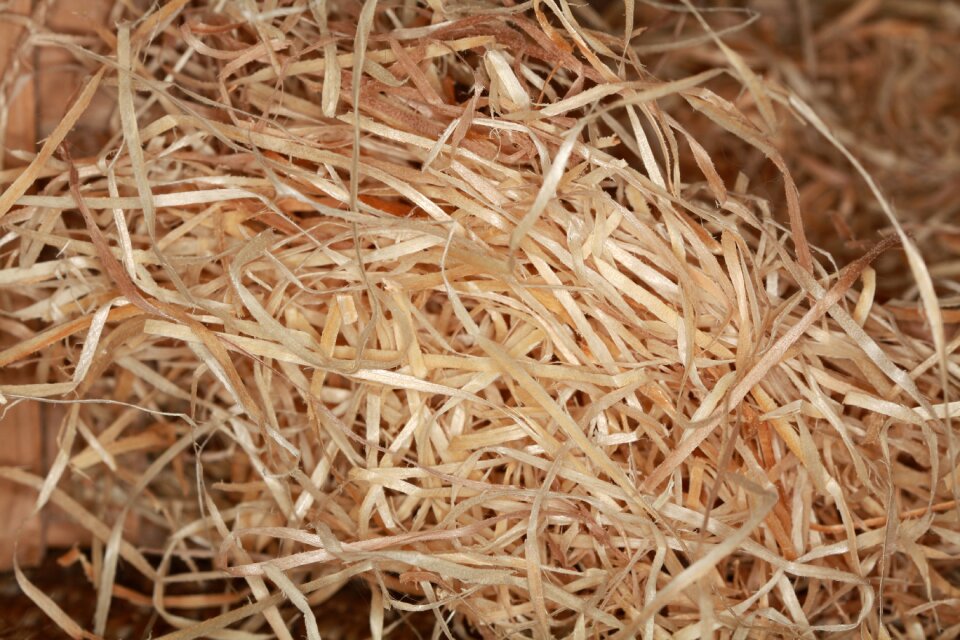 Wood chips close up planed