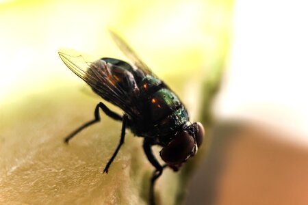 Mosquito insect beronha