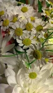 Flowers daisy bouquet