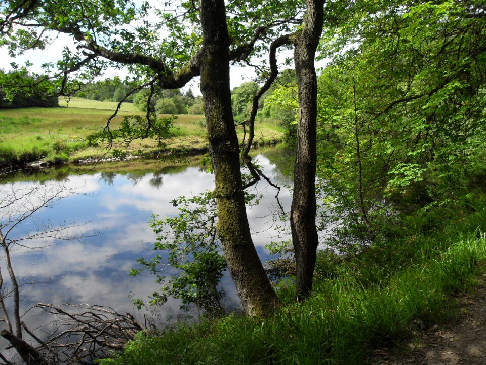 Scenic scenery trees photo