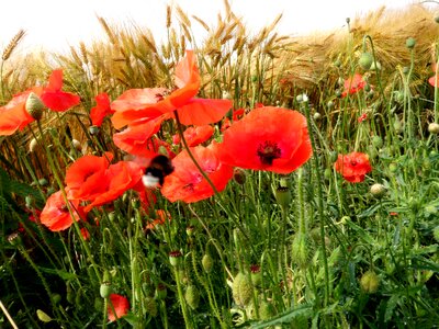 Barley red flowers