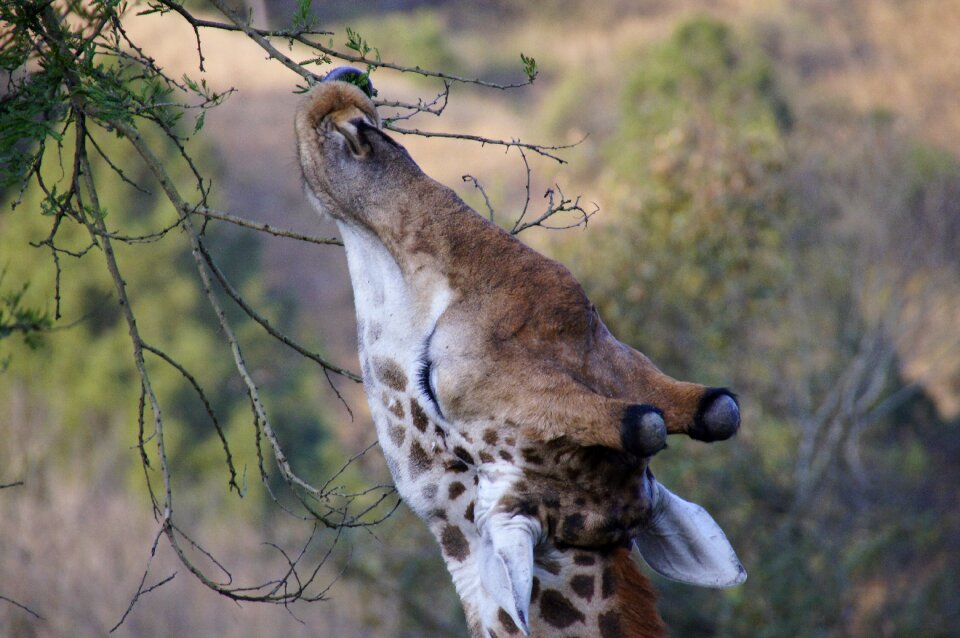 Africa animal wild