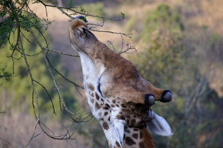 Africa animal wild