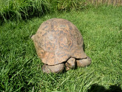 Shell reptile
