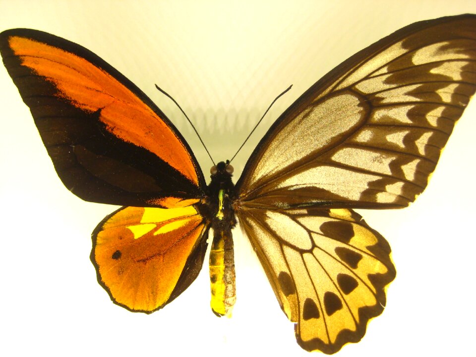Orange insect