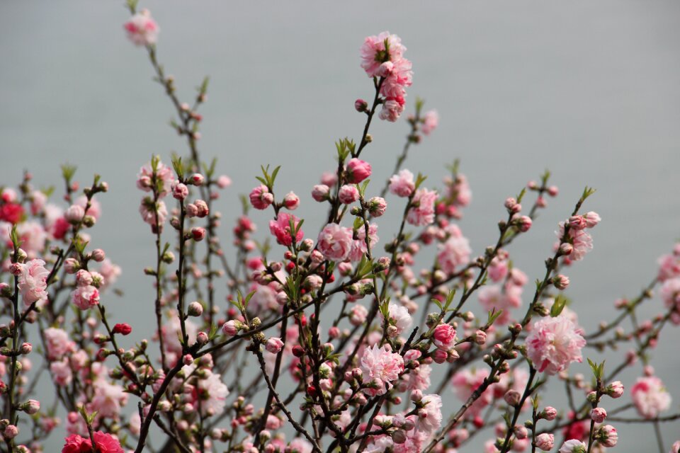 Plum blossom the scenery spring