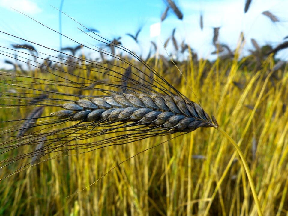 Triticum dicoccon var atratumgetreide cereal