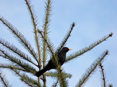 Nature den fir