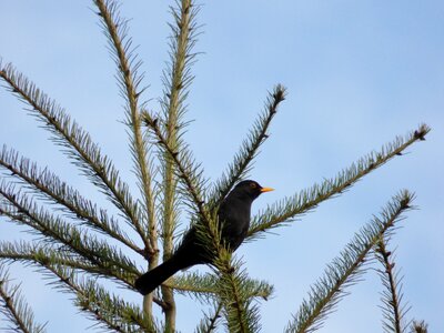 Nature den fir photo