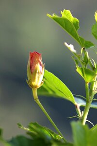 Plant petals nature