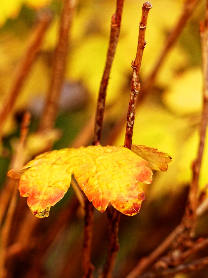 Autumn leave close up photo