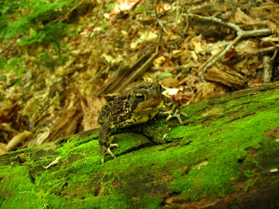 Amphibian wildlife green photo