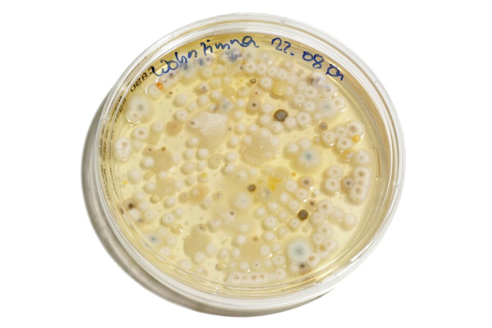 Petri dish schimmelpilz culture