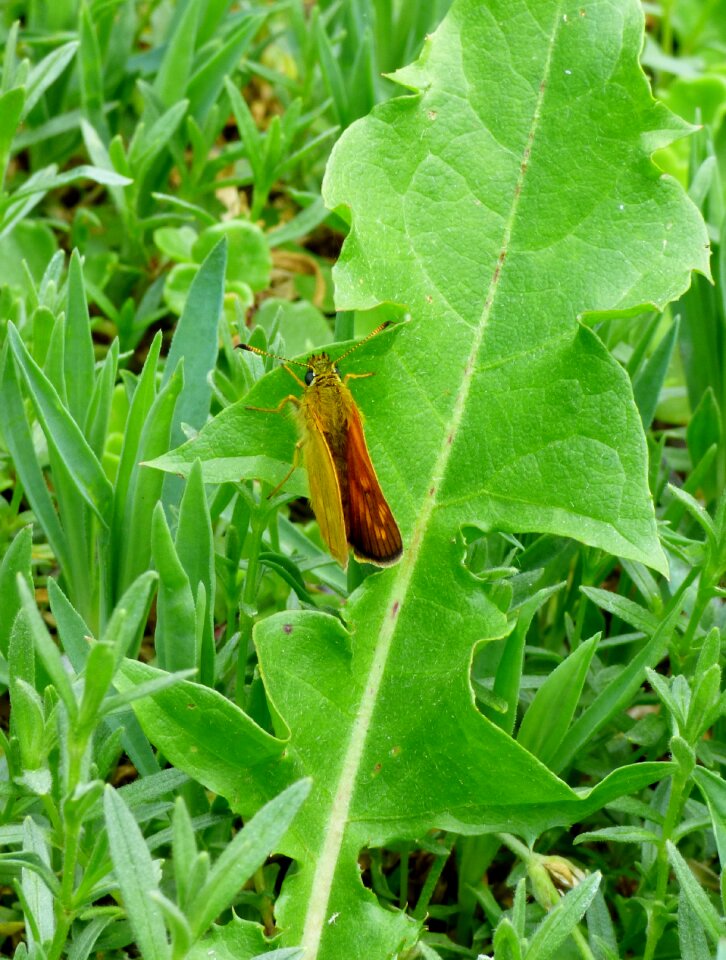 Bug garden nature