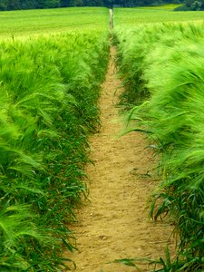 Ear grain barley field photo