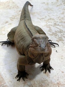 Animal scaly lizards