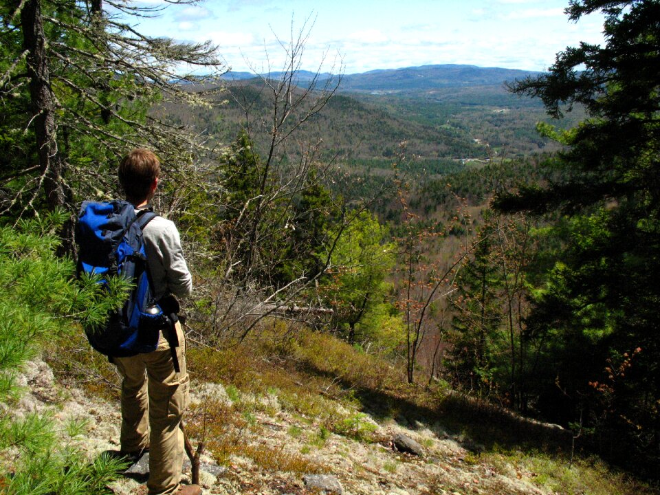 View forest nature
