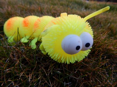 Insect bug eyes