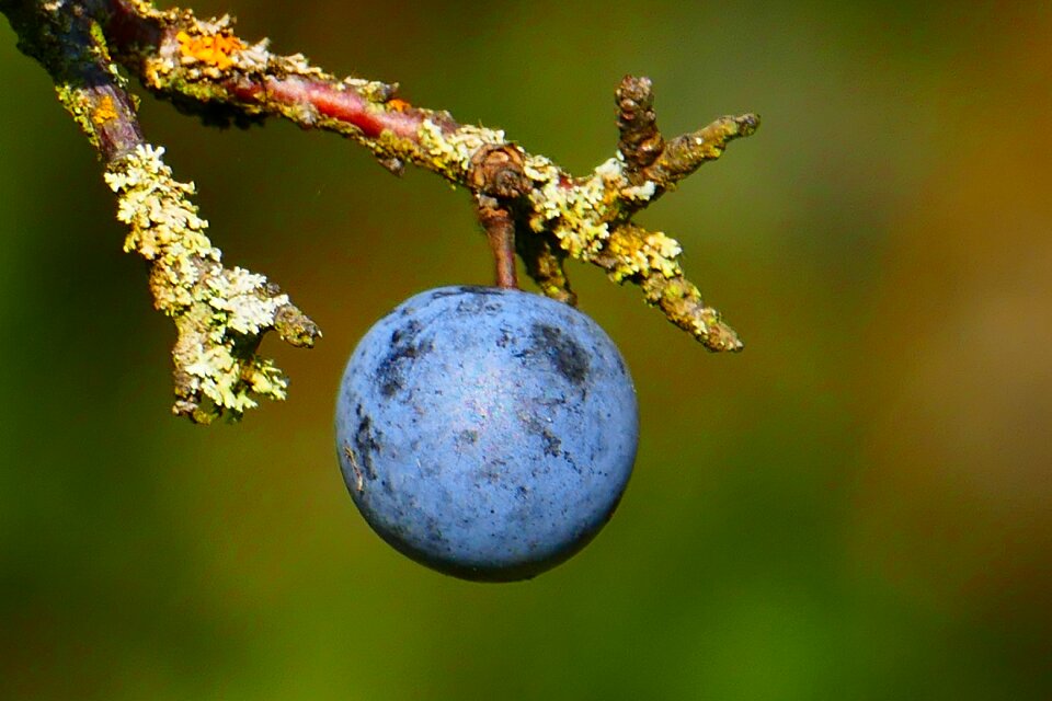 Heckendorn steinobstgewaechs prunus spinosa