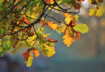 Autumn colours colorful leaves autumn