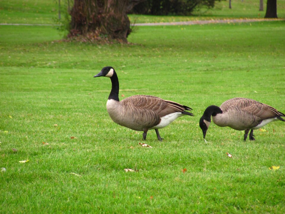 Park outdoor