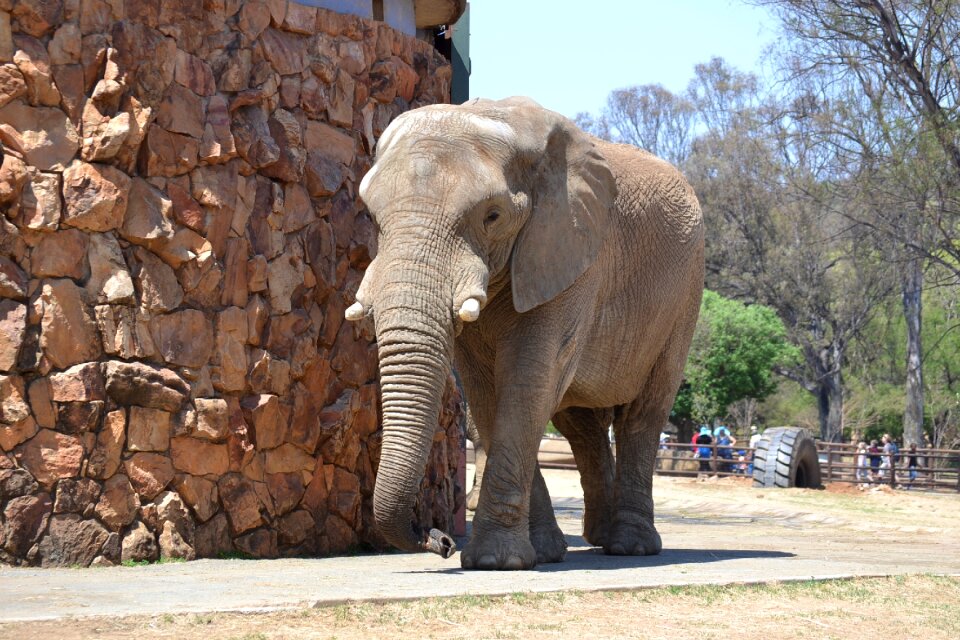 Wildlife mammal african