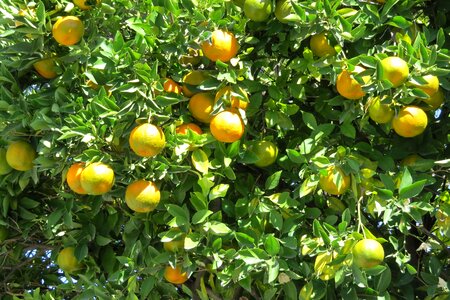 Fruit vegetable orange photo