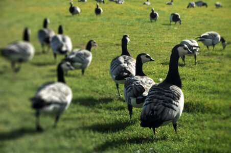 Field a flock of birds photo