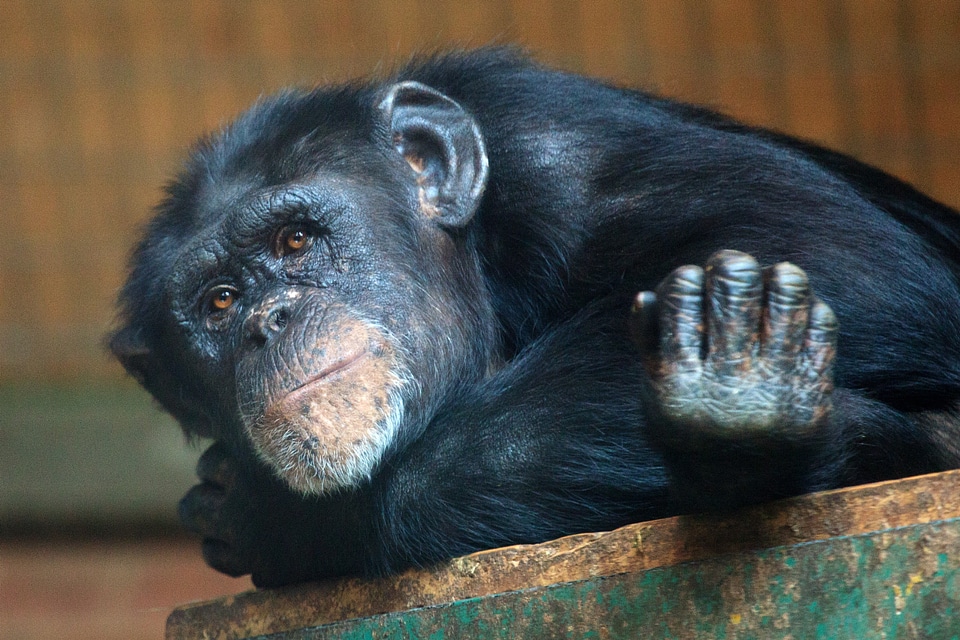 Chimpanzee eyes face