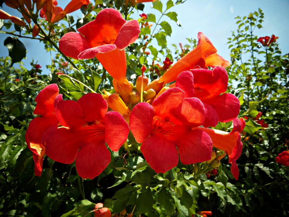 Flower nature garden