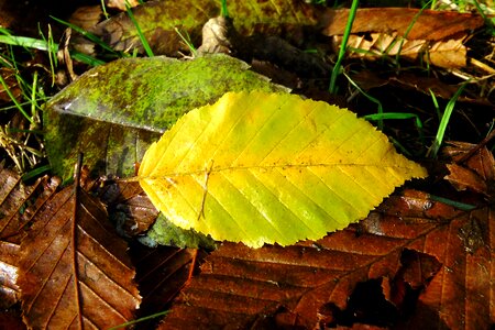 Autumn colorful yellow