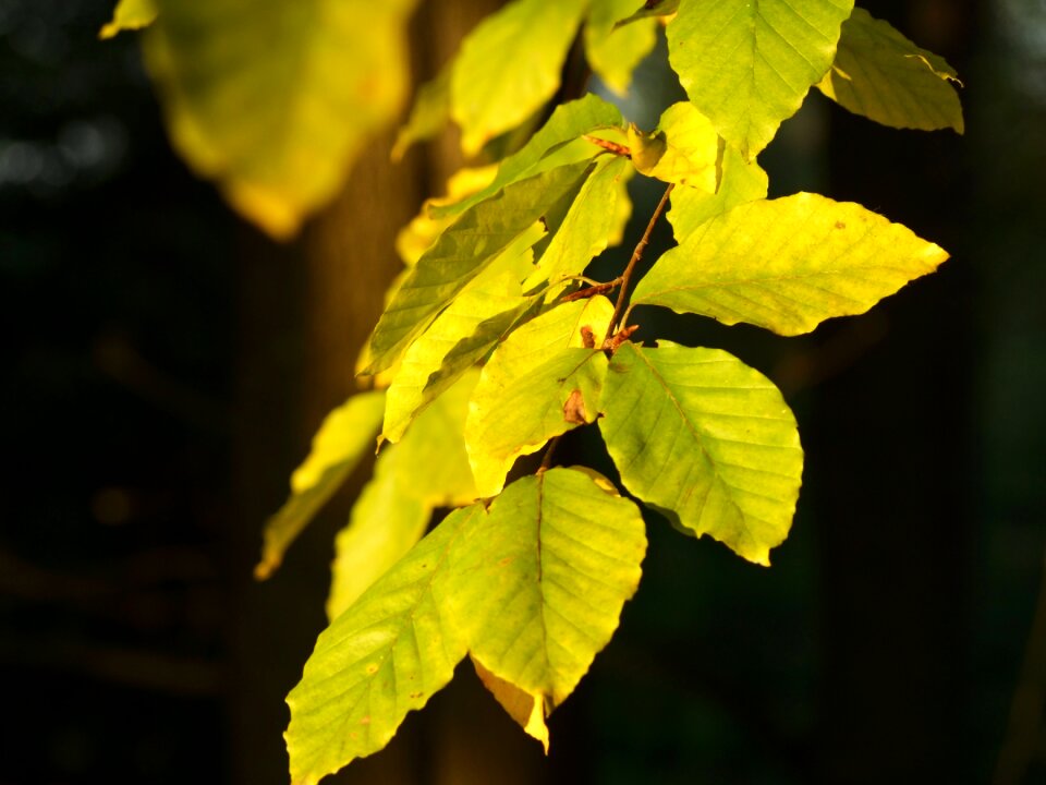 Leaves colors color