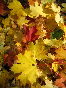 Autumn tree leaf photo