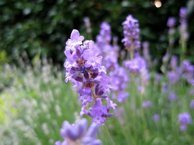 Lavender green purple