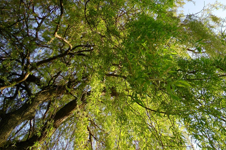 Willow tree aesthetic branches
